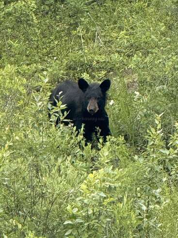 A black bear stands alert among lush green vegetation, partially concealed by tall bushes, blending naturally into its forest habitat, gazing curiously at the camera.