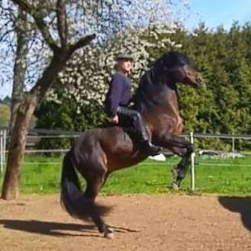 Ein Mann reitet auf einem dunkelbraunen Pferd mit schwarzer Mähne und schwarzem Schweif und springt an einem sonnigen Tag über eine unbefestigte Fläche, mit Bäumen und einem Zaun im Hintergrund.