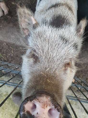 Das Bild zeigt eine Nahaufnahme der Schnauze eines Schweins mit geöffnetem Maul und sichtbaren Zähnen, das vor einem Metallgitter steht. Das Schwein ist hellgrau mit dunkleren Flecken.