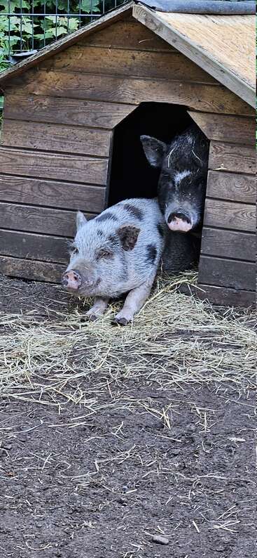 Das Bild zeigt zwei Schweine in einem Pferch, wobei ein Schwein steht und das andere liegt, umgeben von einem Zaun, was ihr spielerisches und entspanntes Verhalten zeigt.