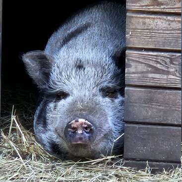 Das Bild zeigt den Kopf eines Schweins, das aus einer Holzkonstruktion herausschaut und dessen Schnauze und Nase mit Heu bestreut sind, vor einem dunklen Hintergrund.