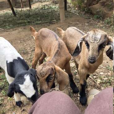 Drei niedliche Babyziegen scharen sich neugierig um die Beine einer sitzenden Person im Freien. Zwei sind braun, während eine schwarz-weiß ist und auf felsigem Boden steht.