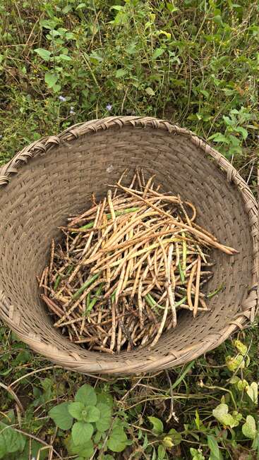 Ein geflochtener Korb, gefüllt mit geernteten trockenen und grünen Schoten, steht inmitten von grünen Pflanzen auf einem Feld und zeigt eine rustikale Szene aus landwirtschaftlicher Sammlung und Natur.