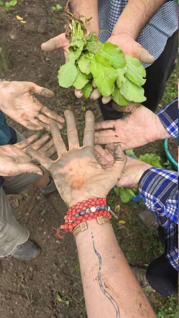 Mehrere Hände mit Erde darauf umgeben frisch geerntetes grünes Blattgemüse. Eine Hand trägt rote Perlenarmbänder und ein gewelltes Tattoo, das die Teamarbeit bei der Gartenarbeit betont.