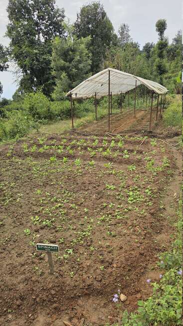 Dieses Bild zeigt eine kleine Spinatfarm mit jungen grünen Pflanzen, die in ordentlichen Reihen wachsen, einem beschrifteten Schild, einem teilweise überdachten Gebäude und üppigen Bäumen in der Umgebung.