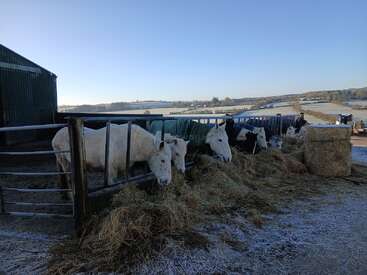 Las vacas blancas están comiendo heno cerca de una valla metálica en una mañana helada. El paisaje al fondo muestra campos, colinas y un cielo azul claro.