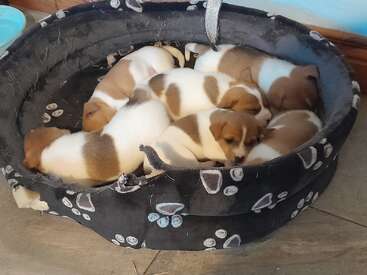 Seis pequeños cachorros marrones y blancos se acurrucan juntos, durmiendo plácidamente dentro de una acogedora cama redonda y negra con estampados de huellas de patas sobre un suelo de madera.
