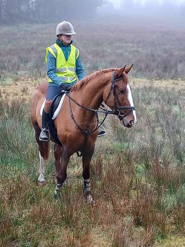 Un jinete con casco y chaleco de alta visibilidad monta un caballo castaño en un campo cubierto de niebla y hierba, rodeado de alta hierba marrón y verde.