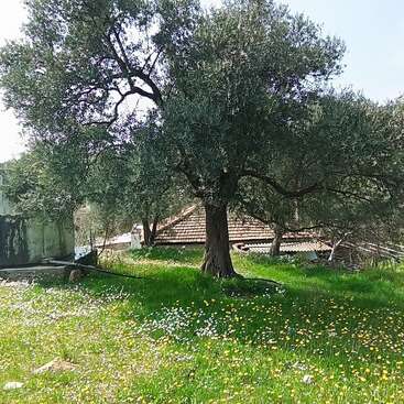 An old tree stands in a lush green meadow speckled with yellow and white wildflowers, with a rustic tiled-roof building partially visible behind. Peaceful scene.