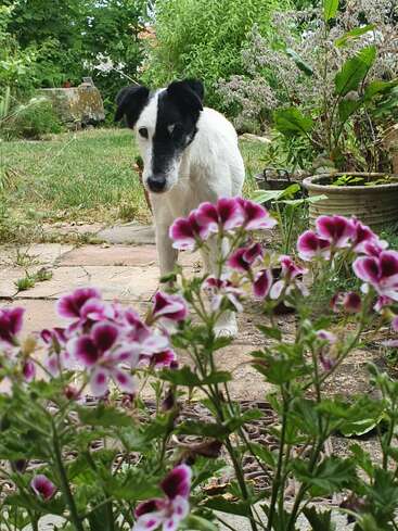 Ein schwarz-weißer Hund steht auf einem Steinweg in einem üppigen Garten. Im Vordergrund stehen leuchtend lila Blumen, die der Szene Farbe verleihen.
