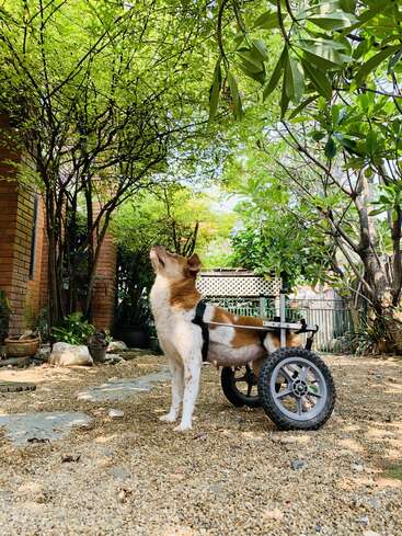 L'image représente un chien debout à côté d'un chariot, regardant vers le haut, situé dans une cour avec des arbres et des plantes, entourée d'une clôture et d'un bâtiment en briques.