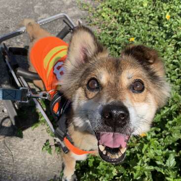 Un chien heureux portant un gilet orange lève les yeux avec enthousiasme. Le chien utilise un fauteuil roulant pour ses pattes arrière et se tient debout sur un chemin ensoleillé à côté de plantes vertes.