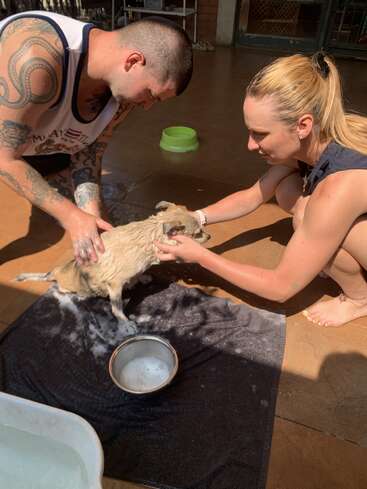 A man and woman are giving a small dog a bath outside. The dog is wet and soapy, standing on a towel with water bowls nearby.