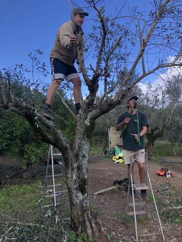 Two people are pruning a tree outdoors: one stands on a branch with tools, the other on a ladder, surrounded by nature, branches, and blue sky.