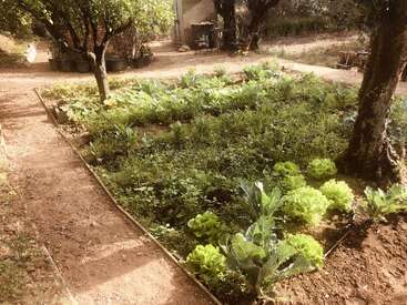 This image shows a lush vegetable garden with green leafy plants, surrounded by trees and dirt pathways, near a rustic shed and outdoor table. Peaceful scene.