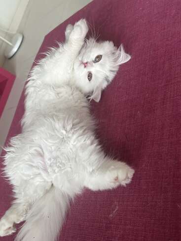 Ein flauschiges weißes Kätzchen liegt auf dem Rücken auf einem malvenfarbenen Sofa, streckt bezaubernd seine Pfoten aus und schaut mit großen, neugierigen Augen nach oben. Überall weiches Fell.