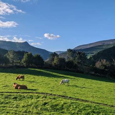 A imagem retrata uma paisagem serena com um campo verde exuberante com vacas pastando, tendo como pano de fundo colinas e árvores sob um céu azul claro.