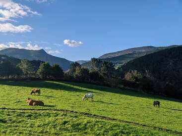 Das Bild zeigt eine ruhige Landschaft mit einem üppigen grünen Feld mit grasenden Kühen vor einer Kulisse aus sanften Hügeln und Bäumen unter einem klaren blauen Himmel.