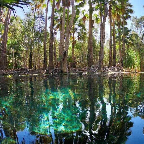 La imagen representa un sereno oasis tropical, con una piscina de un azul vibrante rodeada de palmeras y exuberante vegetación, sobre un cielo azul despejado.