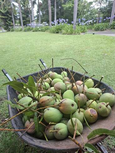 A wheelbarrow filled with freshly picked green mangoes sits on a lush lawn, surrounded by trees and blooming purple flowers on a bright day.