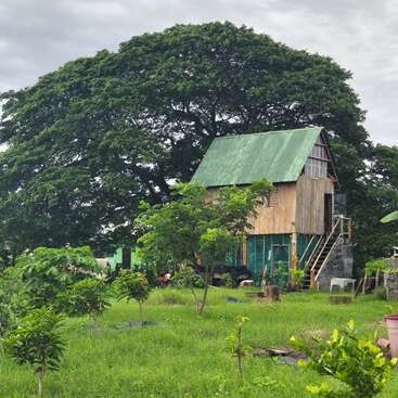 Ein charmantes Holzhaus mit grünem Dach steht inmitten eines üppigen Gartens, umgeben von üppigem Grün und einem riesigen Baum, unter einem wolkenverhangenen Himmel.