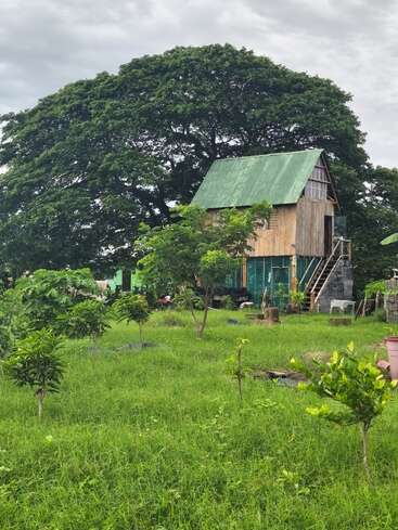 A charming wooden house with a green roof stands amidst a lush garden, surrounded by vibrant greenery and a giant tree, under a cloudy sky.