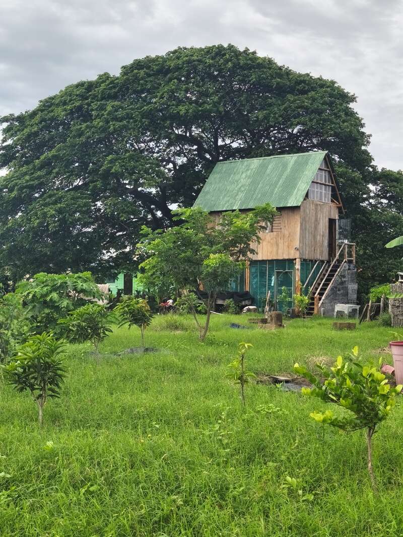 Une charmante maison en bois au toit vert se dresse au milieu d'un jardin luxuriant, entourée d'une verdure éclatante et d'un arbre géant, sous un ciel nuageux.