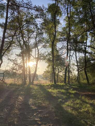 La luz del sol se filtra entre los altos árboles de un bosque sereno, proyectando largas sombras sobre el suelo. La bruma matinal crea una atmósfera de paz y naturaleza.