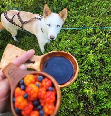 A white dog with blue eyes stands on green grass. In the foreground, a hand holds wooden cups with colorful berries and a dark drink, outdoors.