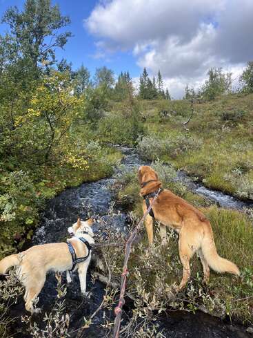 Two dogs on leashes stand in a shallow stream surrounded by lush green vegetation, under a partly cloudy sky, exploring nature on a beautiful day.