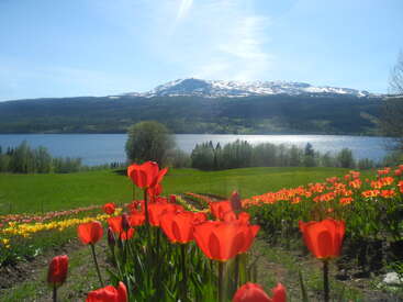 L'image représente un paysage serein composé d'un champ de tulipes d'un rouge éclatant, d'un lac tranquille et d'une majestueuse montagne enneigée sous un ciel d'un bleu limpide.
