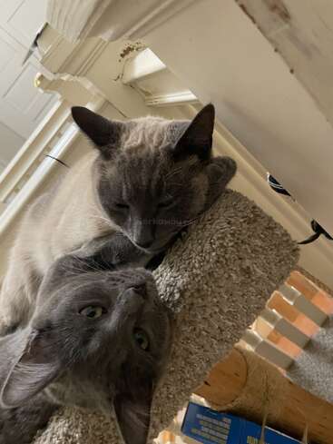 Deux chats se prélassent l'un contre l'autre sur un arbre à chat recouvert de moquette. L'un est gris, l'autre est de couleur crème avec des extrémités plus foncées. Tous deux ont l'air bien au chaud et satisfaits.