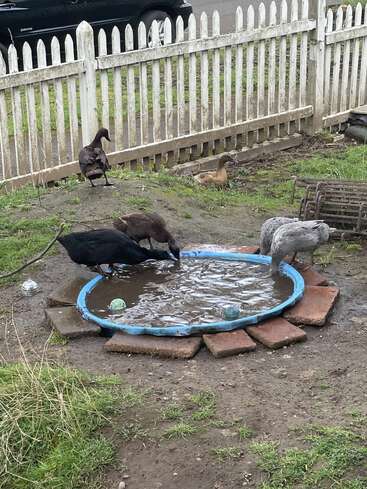 Cinq canards s'amusent dans une petite piscine gonflable boueuse, dans un jardin entouré d'une clôture blanche, avec une voiture et de l'herbe verte visibles à l'arrière-plan.