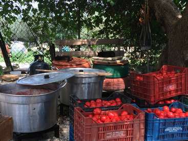 A imagem mostra uma coleção de grandes vasos e caixas cheias de tomates, situados ao ar livre sob uma árvore, cercados por uma cerca de arame.