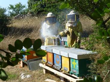 Dois apicultores em trajes de proteção estão ao lado de colmeias coloridas, cercadas por árvores e grama seca, com um deles segurando um defumador que emite fumaça branca.