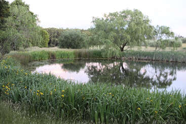 Um lago tranquilo cercado por uma vegetação exuberante e grama alta, com flores amarelas desabrochando ao longo da margem e árvores refletindo suavemente nas águas serenas.
