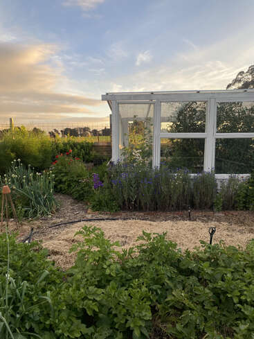 Uma cena tranquila de jardim ao pôr do sol, com plantas verdes exuberantes, flores desabrochando, uma estufa de vidro, canteiros cobertos de palha e um céu azul sereno.