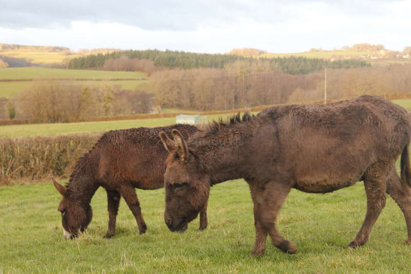 Vegetable garden, dry stone walls and donkeys in the beautiful Cure