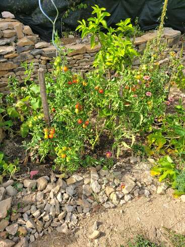 A vibrant garden features clusters of ripening tomatoes, green plants, wildflowers, and a small tree, bordered by stones and a rustic stone wall. Sunlit scene.