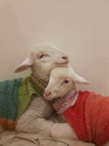 Dos adorables corderitos se acurrucan juntos, ambos con coloridos jerséis de punto -uno verde y el otro rojo-, creando una escena entrañable y acogedora sobre un fondo liso.