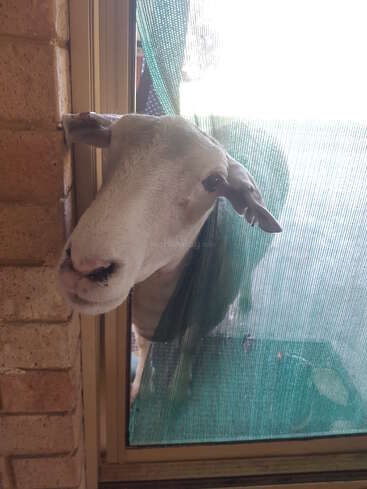 Una curiosa oveja asoma la cabeza por una ventana, empujando un visillo verde, y se asoma al interior de una casa con expresión inquisitiva y apacible.
