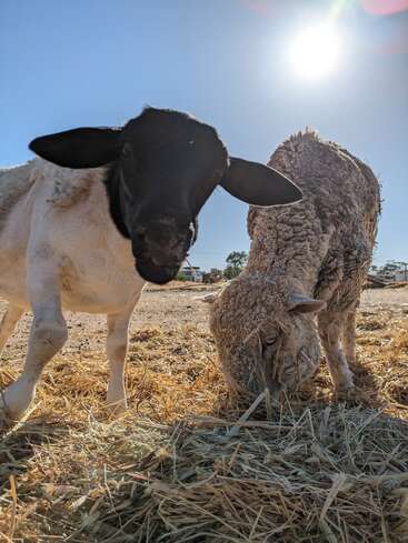 The image depicts two sheep grazing in a field, one with a black face and the other with a white face, both surrounded by hay.