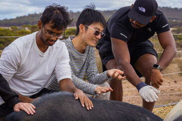 Drei Männer sitzen im Freien und streicheln ein großes schwarzes Tier, wahrscheinlich ein Schwein. Sie wirken entspannt und genießen das Zusammenspiel mit der malerischen Landschaft hinter ihnen.