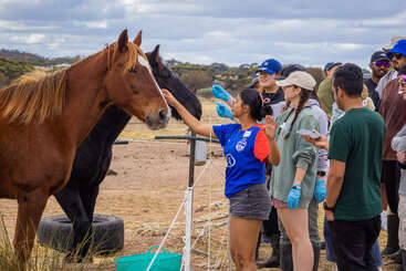 Eine Gruppe von Menschen, von denen einige Handschuhe tragen, interagiert an einem bewölkten Tag im Freien mit zwei Pferden. Eine Frau streckt ihre Hand aus, um ein Pferd sanft zu berühren.