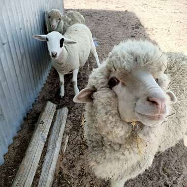 Drei Schafe stehen in der Nähe einer Wellblechwand auf schmutzigem Boden, eines davon schaut neugierig in die Kamera. In der Nähe liegen Holzbretter auf dem Boden.