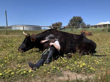 Eine Person in Stiefeln und einer Mütze sitzt da und umarmt eine große schwarze Kuh, die in einem Feld voller gelber Blumen liegt, während im Hintergrund eine weitere Kuh zu sehen ist.