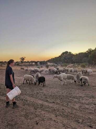 Eine Frau steht mit einem weißen Eimer in der Hand da und beobachtet eine Schafherde, die bei Sonnenuntergang auf einem Feld voller Erde grast, umgeben von Bäumen und der Landschaft.