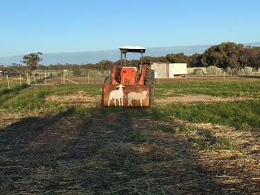 Ein roter Traktor steht auf einem grasbewachsenen Feld und blickt nach vorne. Auf der Schaufel sind zwei Schafe aufgemalt. Im Hintergrund sind Bäume, Zäune und Nebengebäude zu sehen.