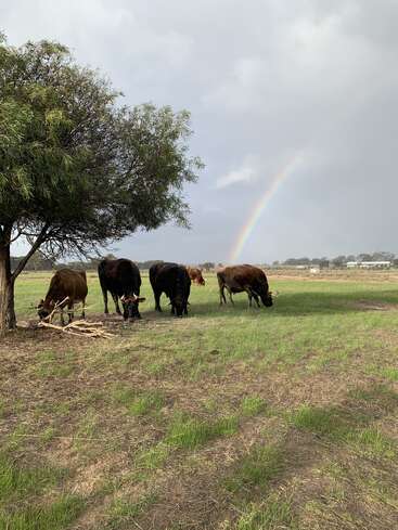 Fünf Kühe grasen friedlich unter einem Baum auf einer grünen Wiese, während sich im Hintergrund ein leuchtender Regenbogen über den meist bewölkten Himmel spannt. Eine friedliche Landschaft.