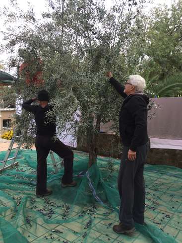 Two men stand on a green tarp, harvesting olives from an olive tree, with one man reaching up to pick olives and the other standing nearby.